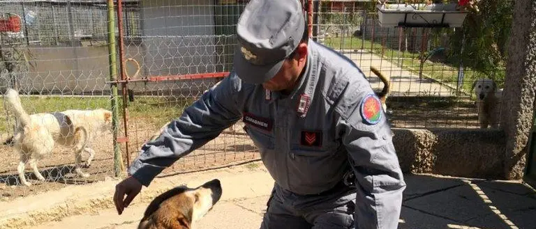 Corigliano-Rossano, sequestrato canile abusivo