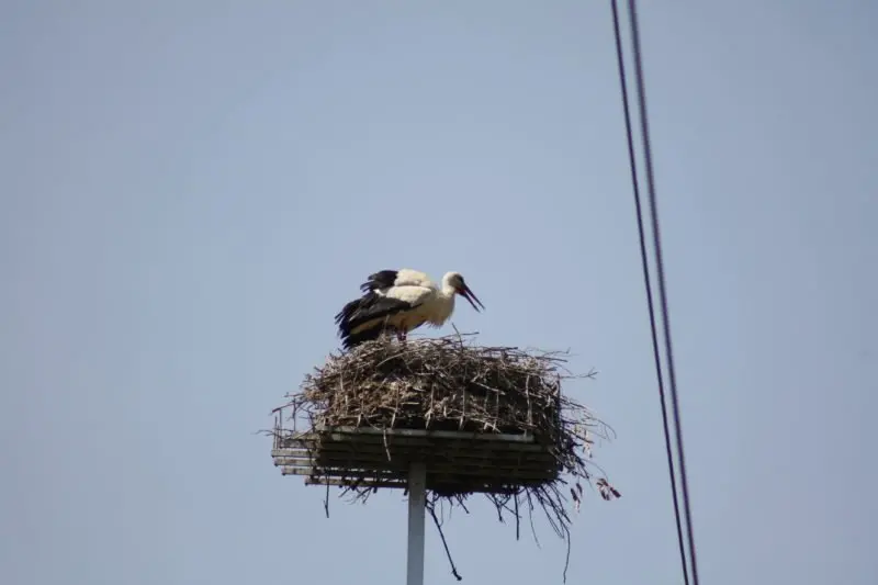 La cicogna bianca nidifica per la prima volta nella Valle dell'Esaro