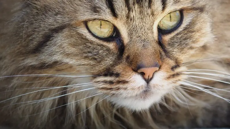 Gatto in classe: il bidello lo uccide a bastonate