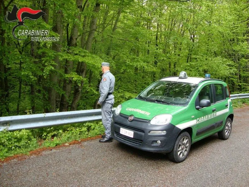 Celico: martellavano piante senza alcun titolo, denunciati