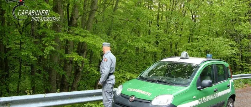 Celico: martellavano piante senza alcun titolo, denunciati