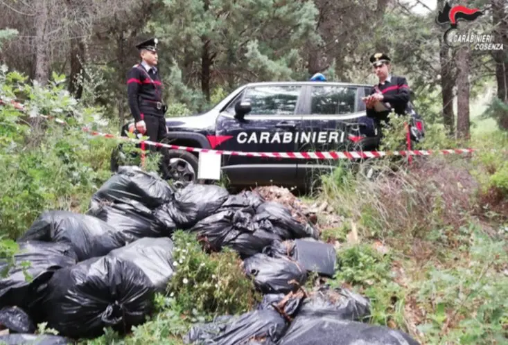 San Demetrio Corone, decine di rifiuti (anche speciali) ritrovati nei boschi: denunciati
