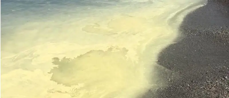 Mare calabrese tinto di giallo, l'Arpacal spiega cosa è successo: le foto