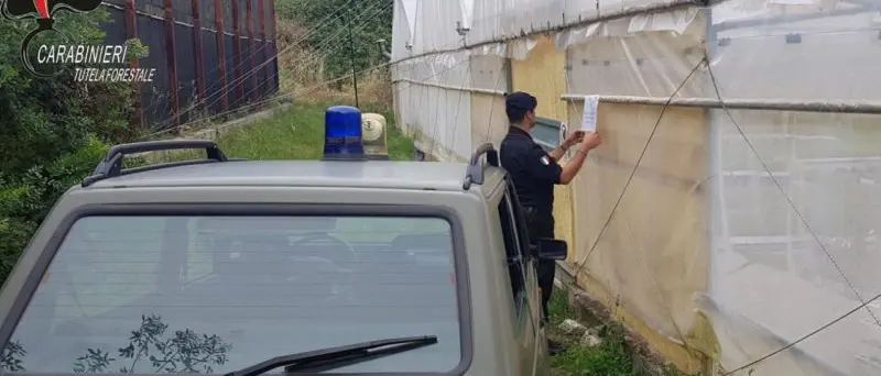 Oriolo: occupazione area demaniale. Sequestrato agrumeto e due serre