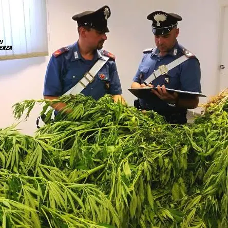 Scoperta piantagione di \"marijuana\" a San Martino di Finita, due arresti