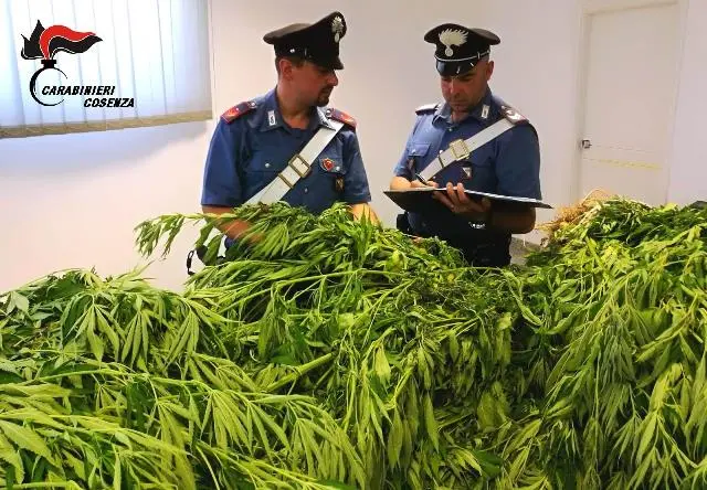 Scoperta piantagione di \"marijuana\" a San Martino di Finita, due arresti