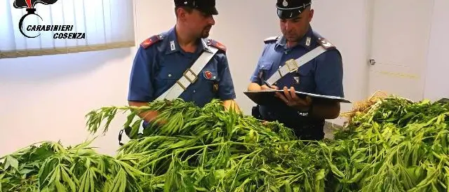 Scoperta piantagione di \"marijuana\" a San Martino di Finita, due arresti