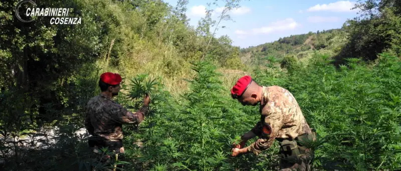 Orsomarso, scoperta coltivazione di marijuana: arrestate due persone