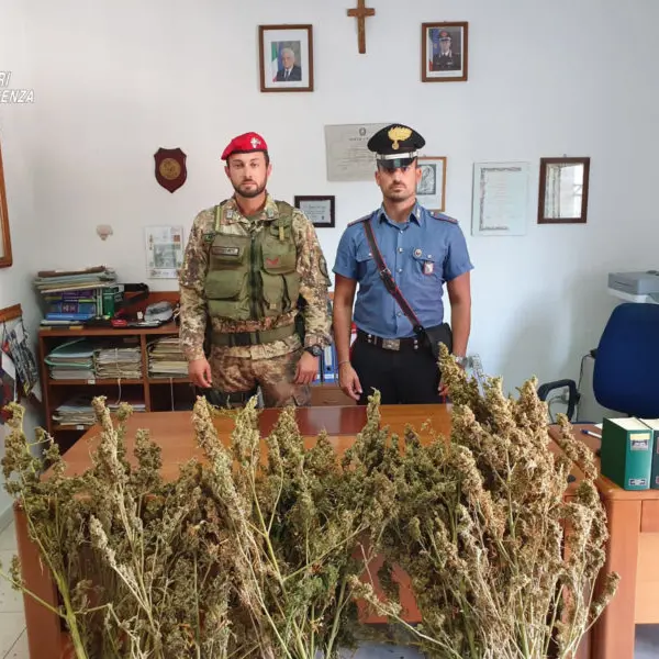 Clamorosa scoperta a Campana: rinvenute oltre 360 piante di marijuana