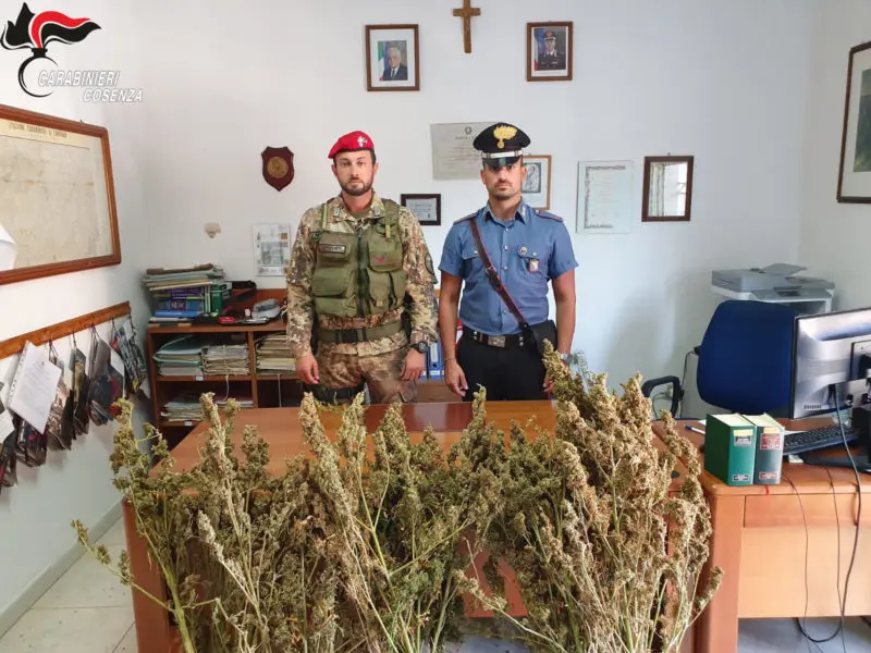 Clamorosa scoperta a Campana: rinvenute oltre 360 piante di marijuana