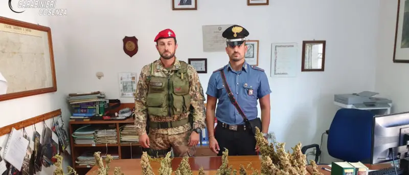 Clamorosa scoperta a Campana: rinvenute oltre 360 piante di marijuana