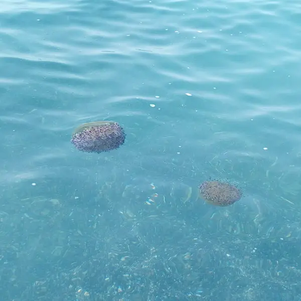 Avete visto in mare queste meduse?