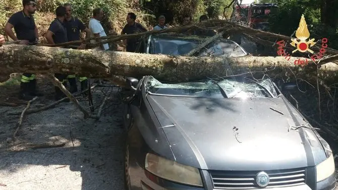 Albero cade mentre passa un'auto: ferita la moglie del conducente