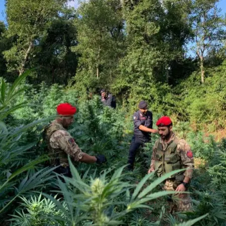 Cetraro, 780 piante di marijuana scoperte dai carabinieri: due arresti
