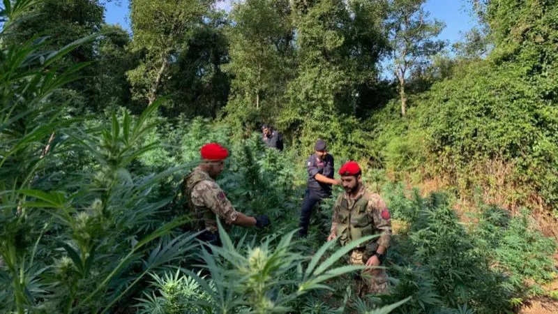 Cetraro, 780 piante di marijuana scoperte dai carabinieri: due arresti