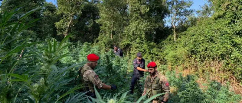 Cetraro, 780 piante di marijuana scoperte dai carabinieri: due arresti