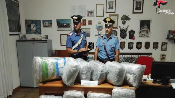 Villapiana, \"corriere della droga\" beccato con 55 chili di marijuana