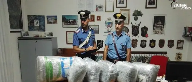 Villapiana, \"corriere della droga\" beccato con 55 chili di marijuana