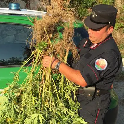 Corigliano Rossano, coltivava canapa: denunciato 54enne