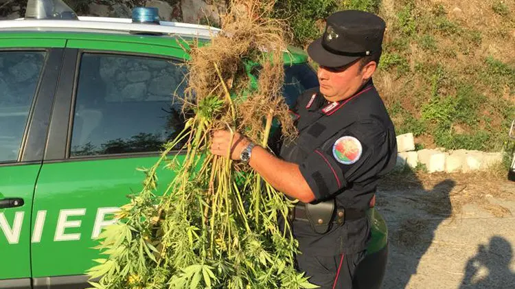 Corigliano Rossano, coltivava canapa: denunciato 54enne