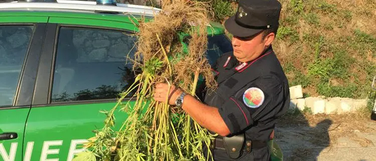 Corigliano Rossano, coltivava canapa: denunciato 54enne
