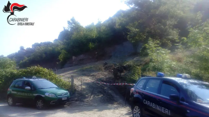 Caloveto, estirpate piante per coltivare ortaggi
