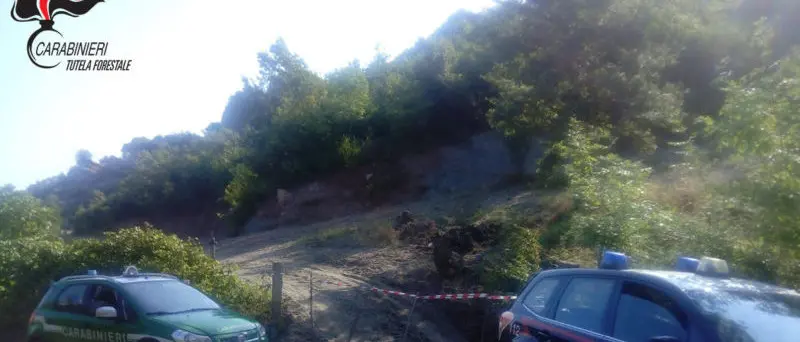 Caloveto, estirpate piante per coltivare ortaggi