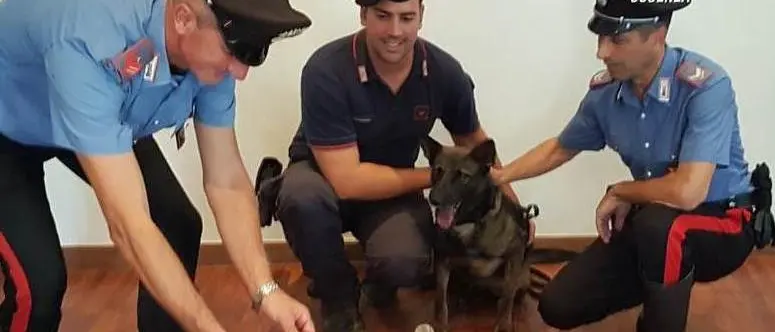 Mendicino, arrestato pusher di 23 anni. Ora si trova ai domiciliari