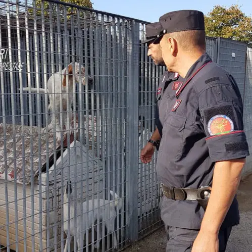 Canile di Corigliano Rossano sequestrato dai carabinieri forestale: nove indagati