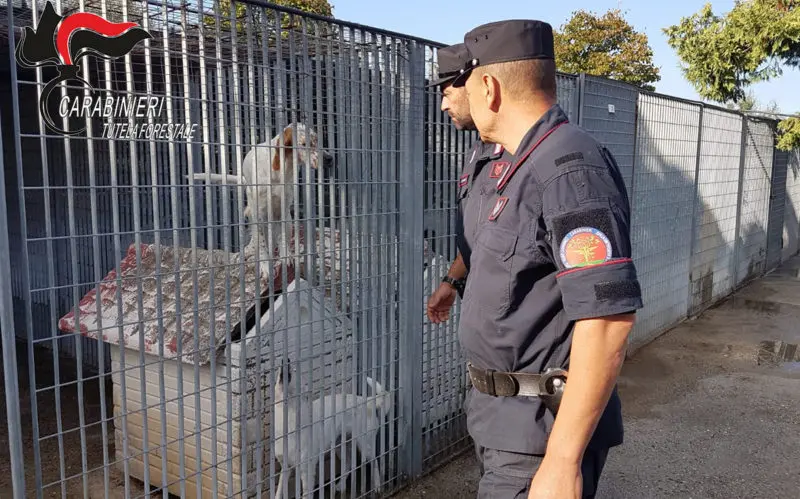 Canile di Corigliano Rossano sequestrato dai carabinieri forestale: nove indagati