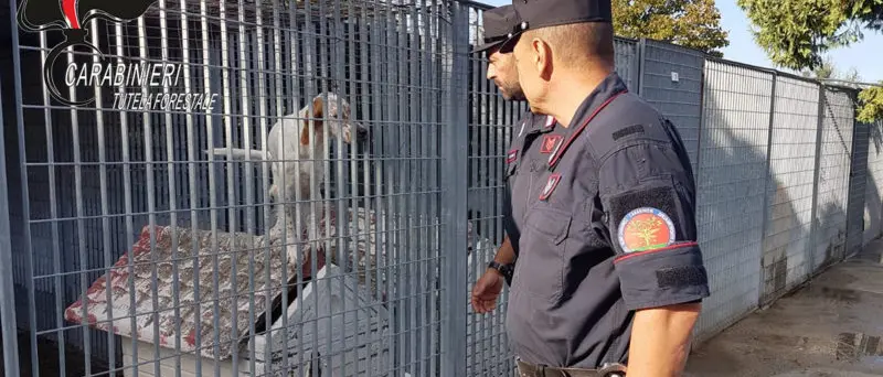 Canile di Corigliano Rossano sequestrato dai carabinieri forestale: nove indagati