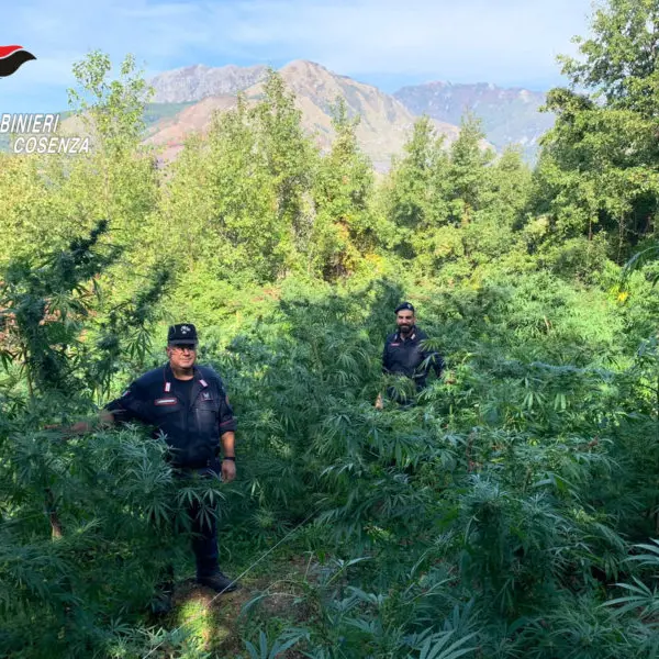 Sangineto, i carabinieri scoprono piantagione di marijuana