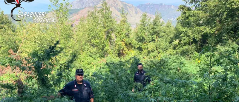 Sangineto, i carabinieri scoprono piantagione di marijuana