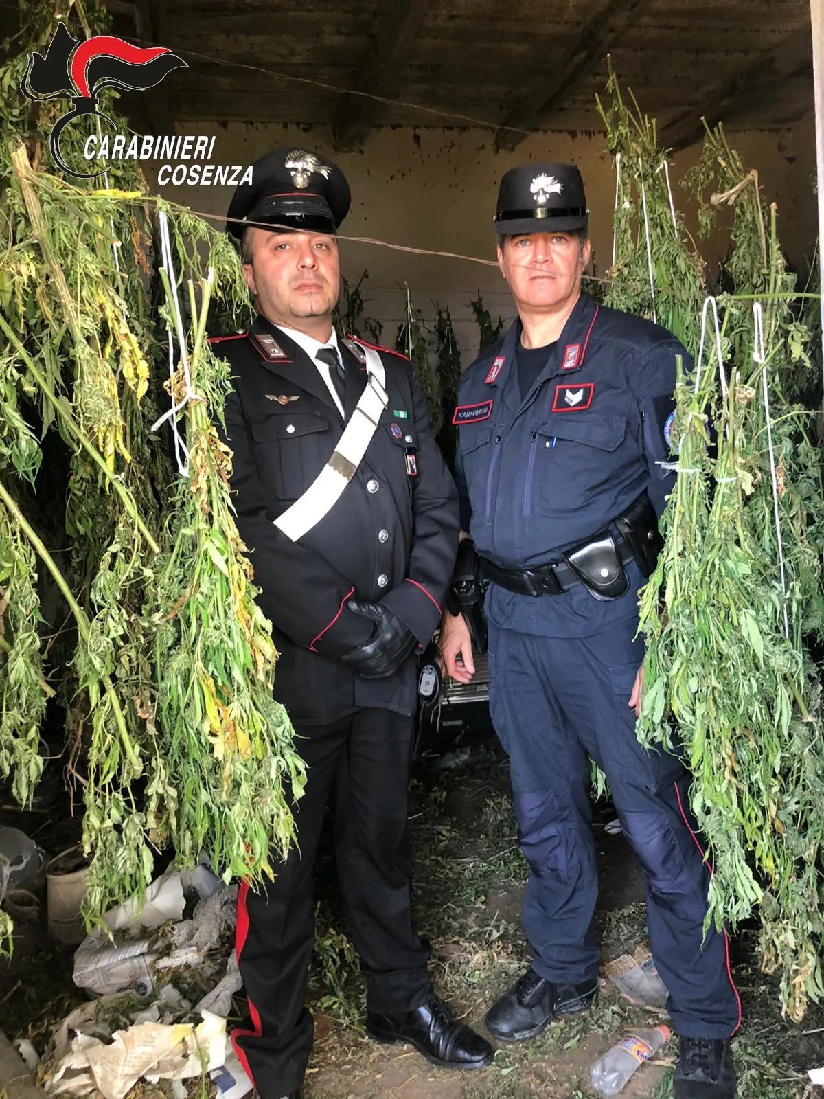 A Bonifati la marijuana \"made in Calabria\": arrestati padre e figlio