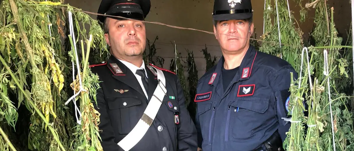 A Bonifati la marijuana \"made in Calabria\": arrestati padre e figlio