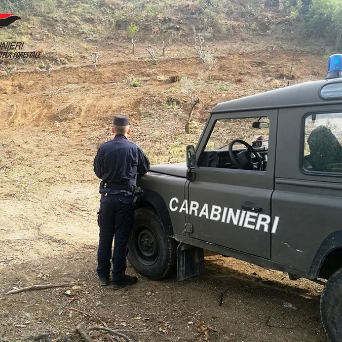 Rende, estirpano un bosco per realizzare un vigneto: due denunce