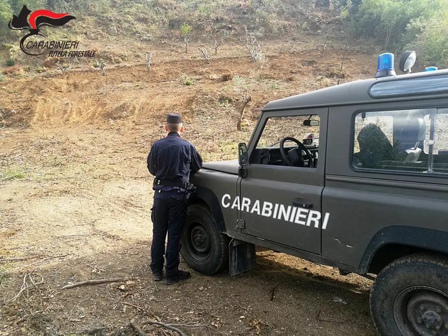 Rende, estirpano un bosco per realizzare un vigneto: due denunce
