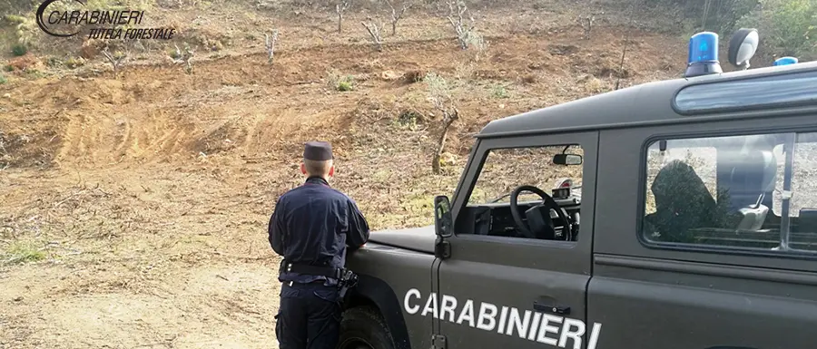 Rende, estirpano un bosco per realizzare un vigneto: due denunce