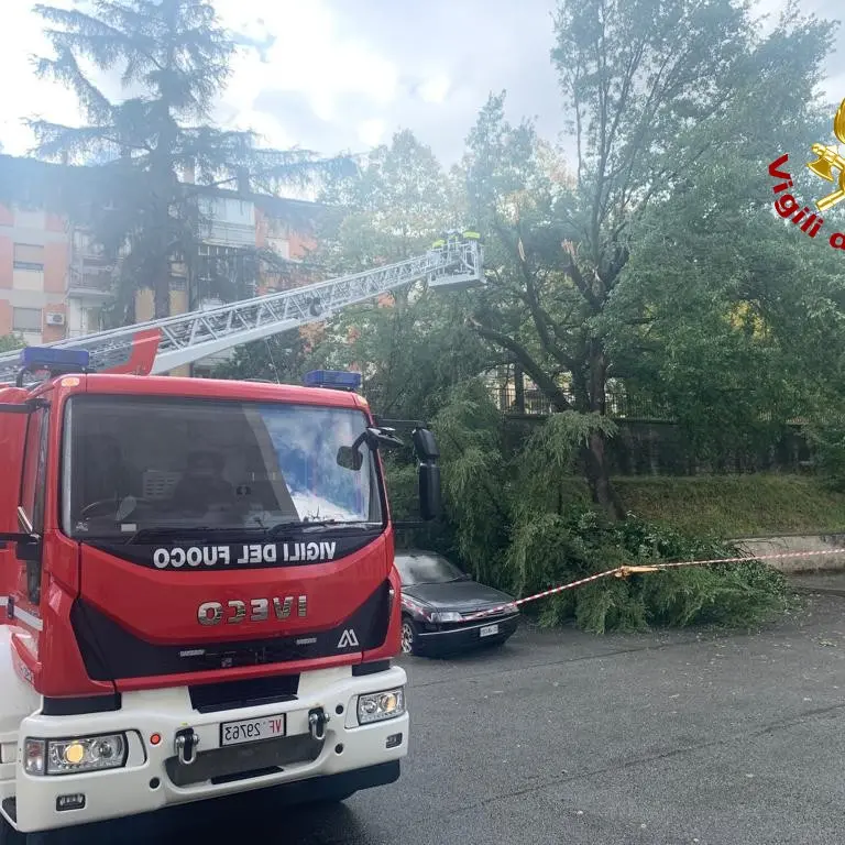 Cade un albero in via degli stadi a Cosenza, nessun ferito