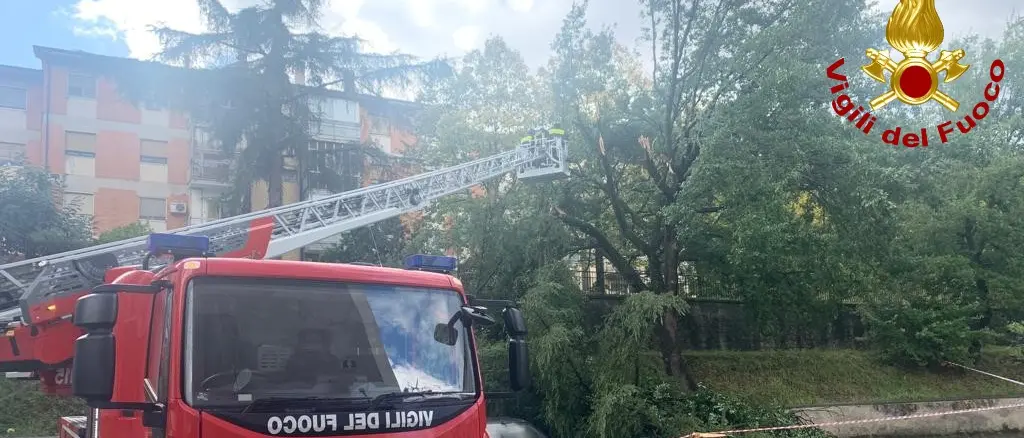 Cade un albero in via degli stadi a Cosenza, nessun ferito