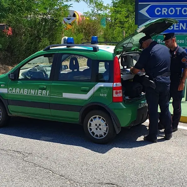 Frantoio di Corigliano Rossano, controlli dei carabinieri forestale