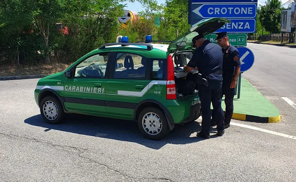 Frantoio di Corigliano Rossano, controlli dei carabinieri forestale