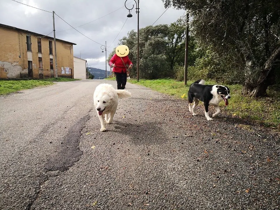 Casali del Manco, arrivano i primi cani di quartiere