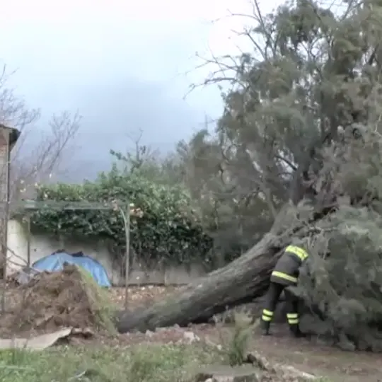 Maltempo in provincia di Cosenza, alberi sradicati: a Montalto tanti danni