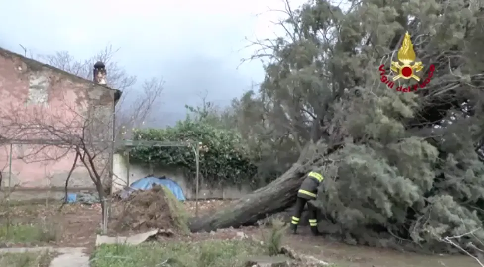 Maltempo in provincia di Cosenza, alberi sradicati: a Montalto tanti danni