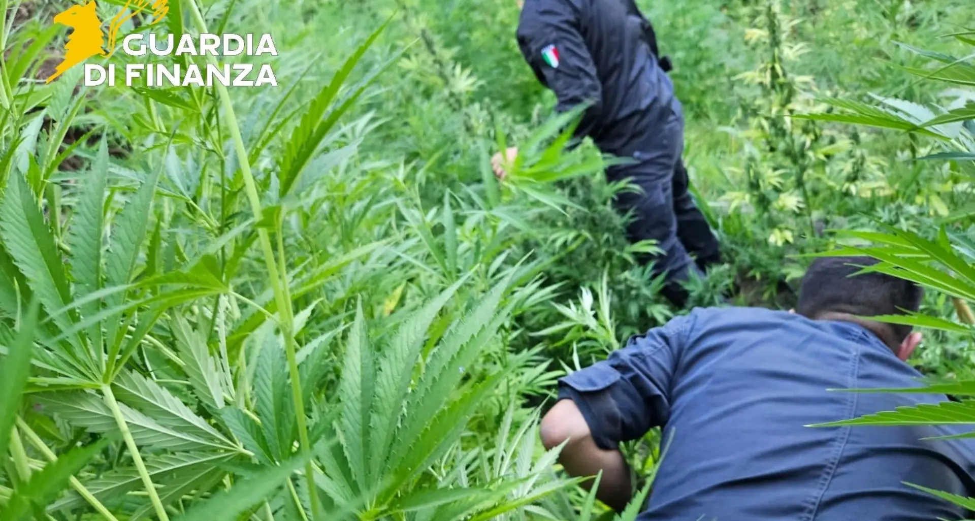 Scoperta maxi piantagione di marijuana a Vibo, sequestrate oltre 5 tonnellate di stupefacente: un arresto\n