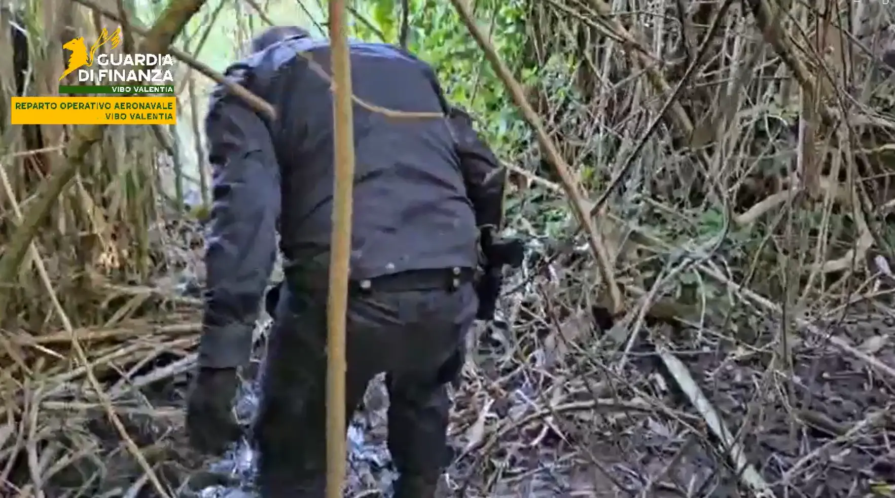 Maxi piantagione di marijuana scoperta a Vibo: sequestrate oltre 5 tonnellate di stupefacente