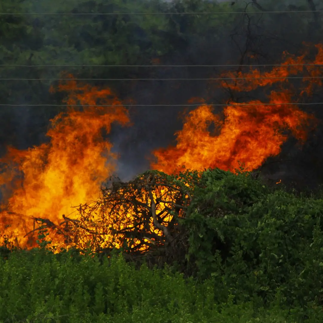 La Calabria brucia ma i numeri sono un rebus: i Vigili del fuoco contano 1300 incendi in un mese, la Regione la metà