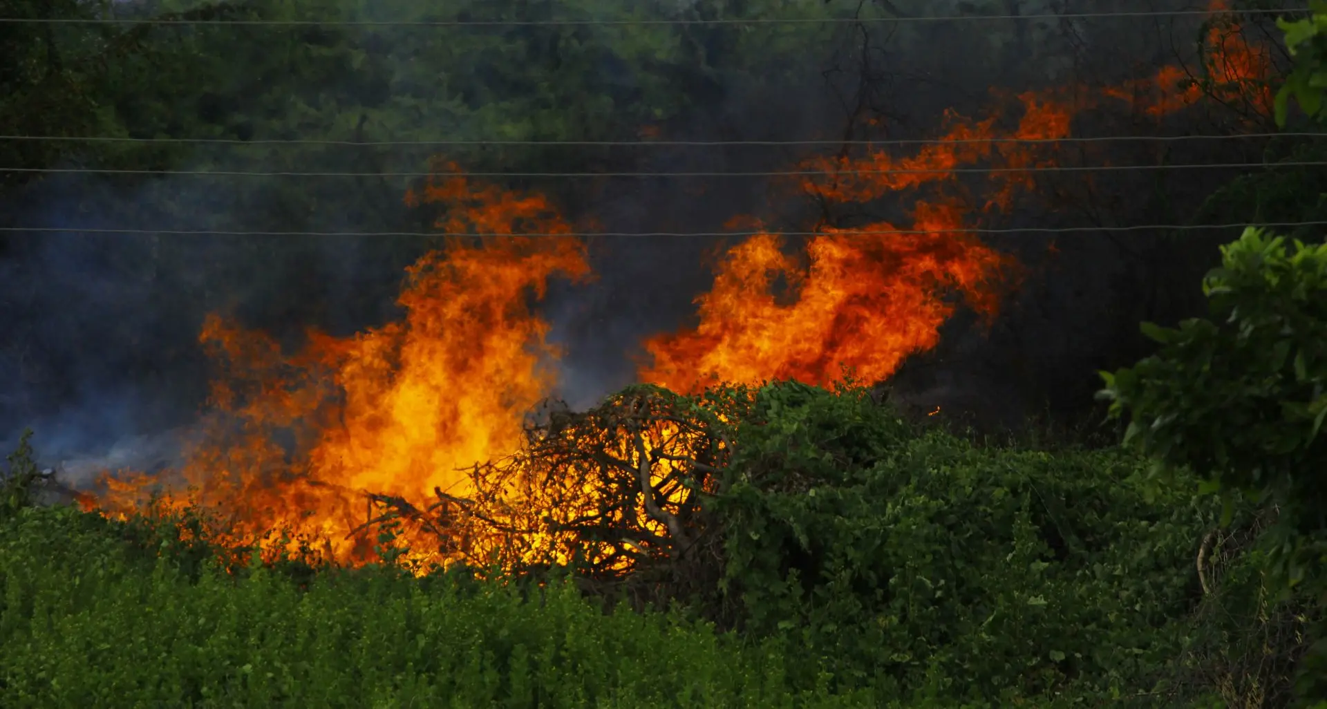 La Calabria brucia ma i numeri sono un rebus: i Vigili del fuoco contano 1300 incendi in un mese, la Regione la metà