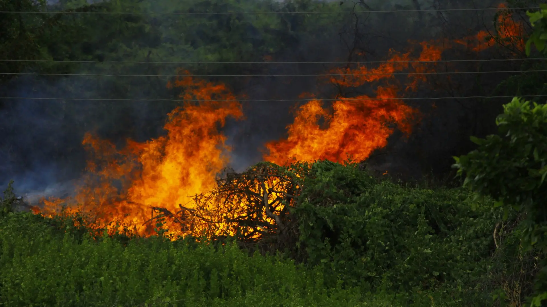 La Calabria brucia ma i numeri sono un rebus: i Vigili del fuoco contano 1300 incendi in un mese, la Regione la metà